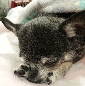 Meet your Posher, Linda